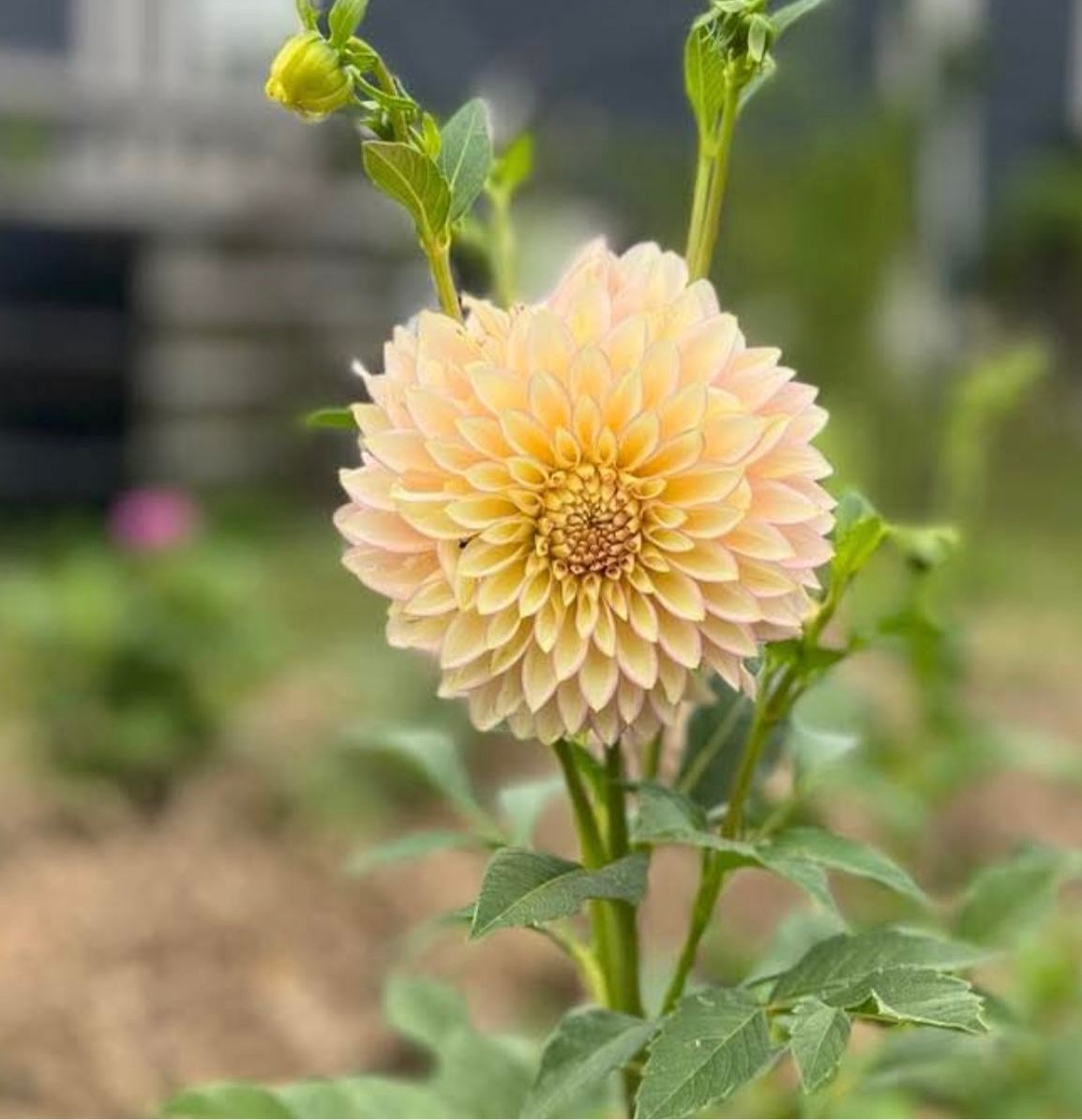 Bloomquist Blush Rooted Cutting