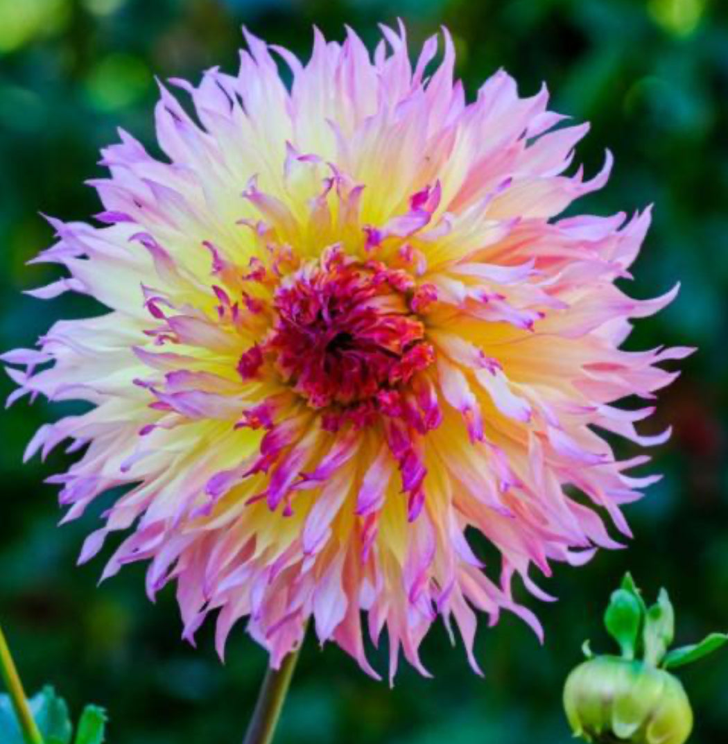 Myrtle’s Folly Tuber