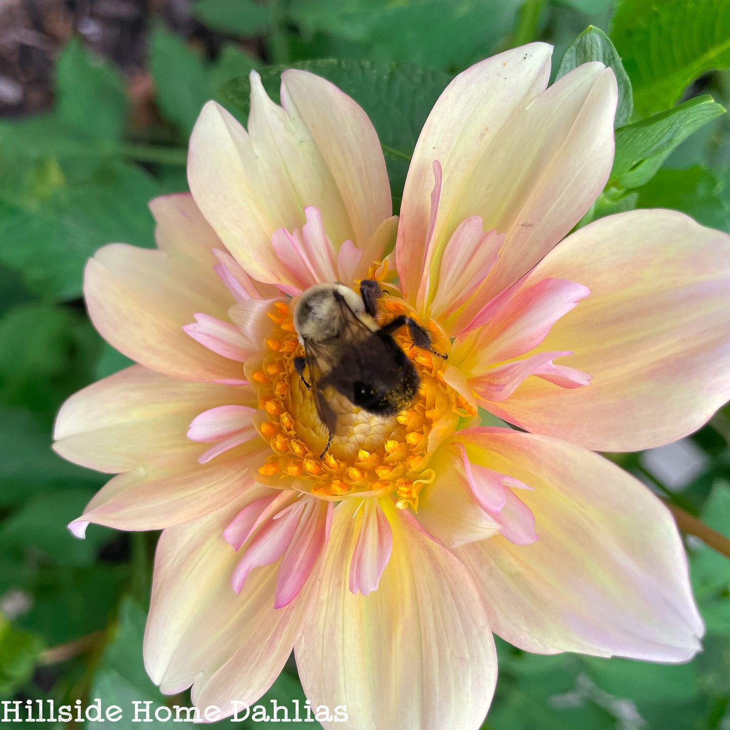 Apple Blossom Tuber