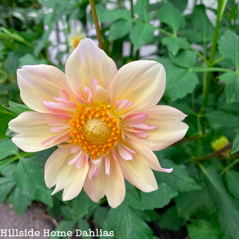 Apple Blossom Tuber – Hillside Home Dahlias