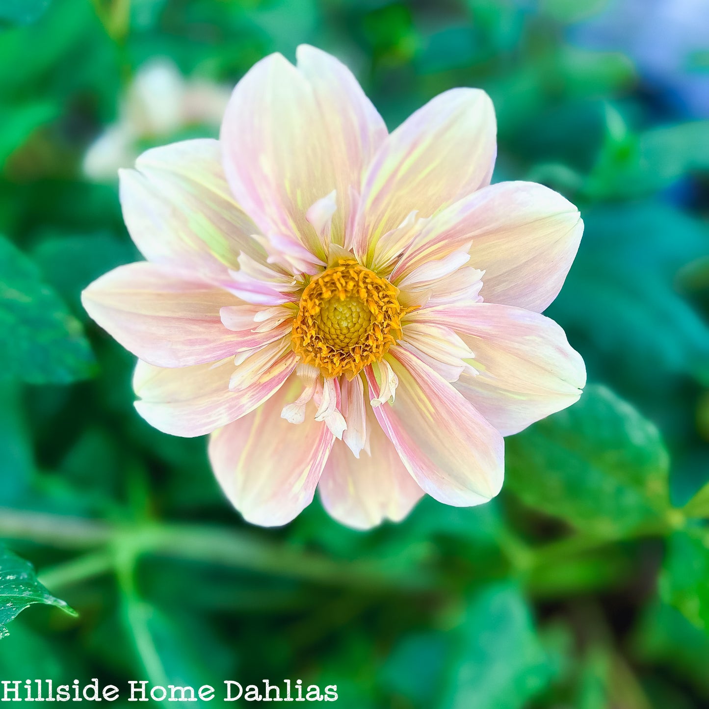 Apple Blossom Tuber