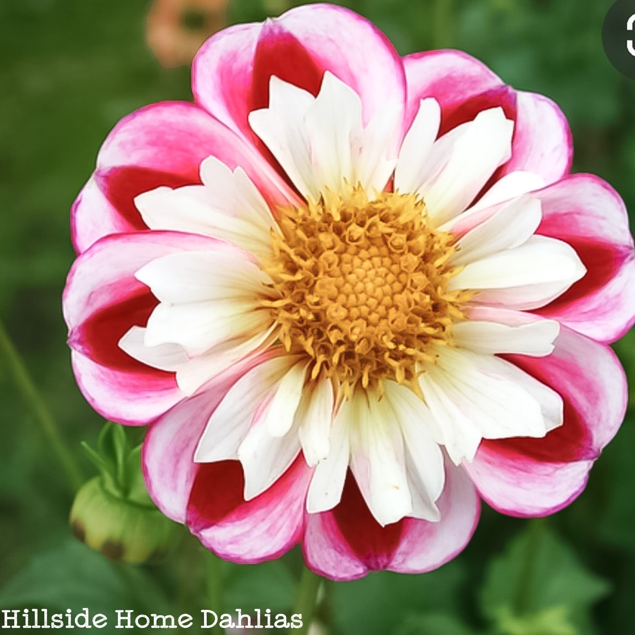Bumble Rumble – Hillside Home Dahlias