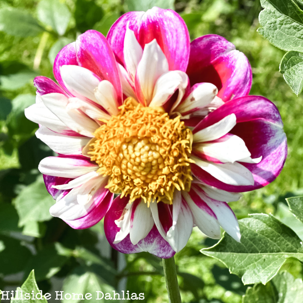 Bumble Rumble – Hillside Home Dahlias