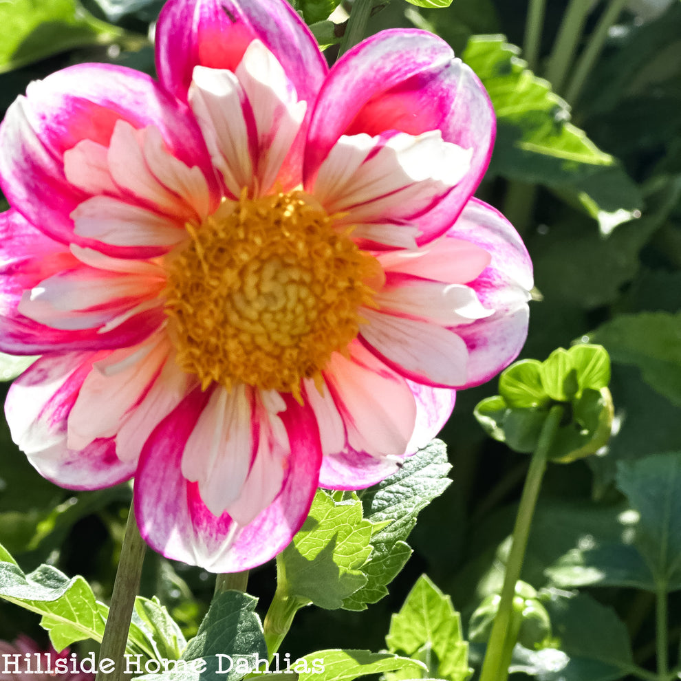 Bumble Rumble – Hillside Home Dahlias