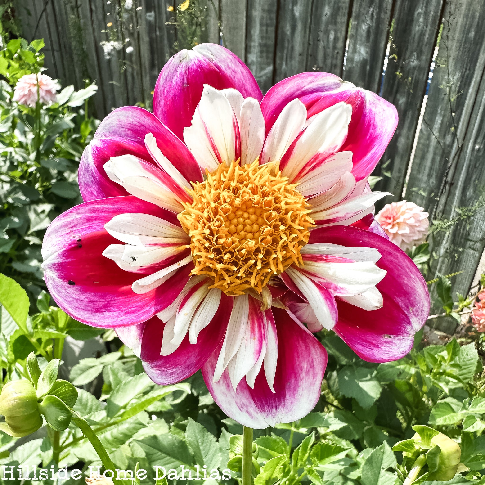 Bumble Rumble – Hillside Home Dahlias