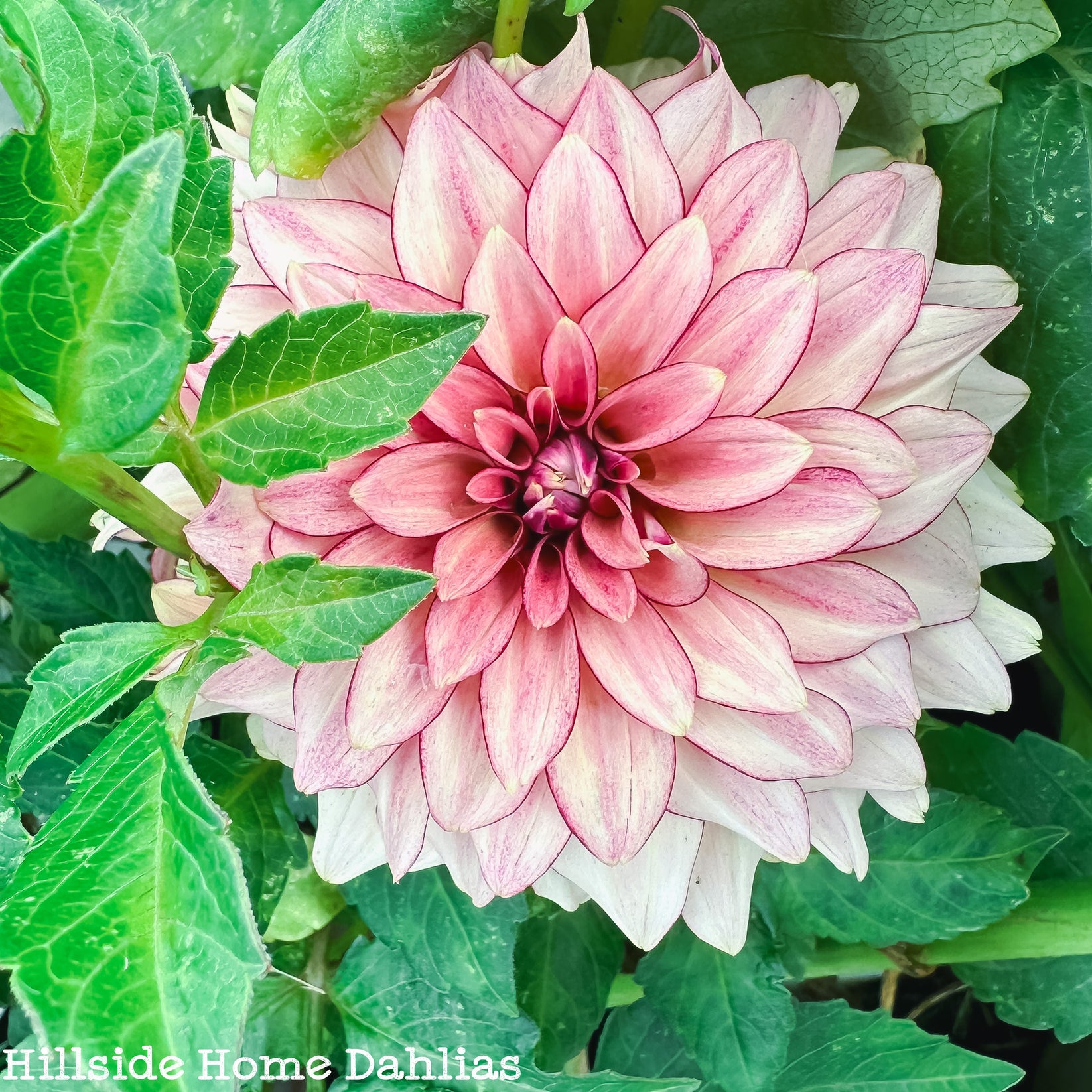 KA's™️ Mocha Katie Tuber – Hillside Home Dahlias