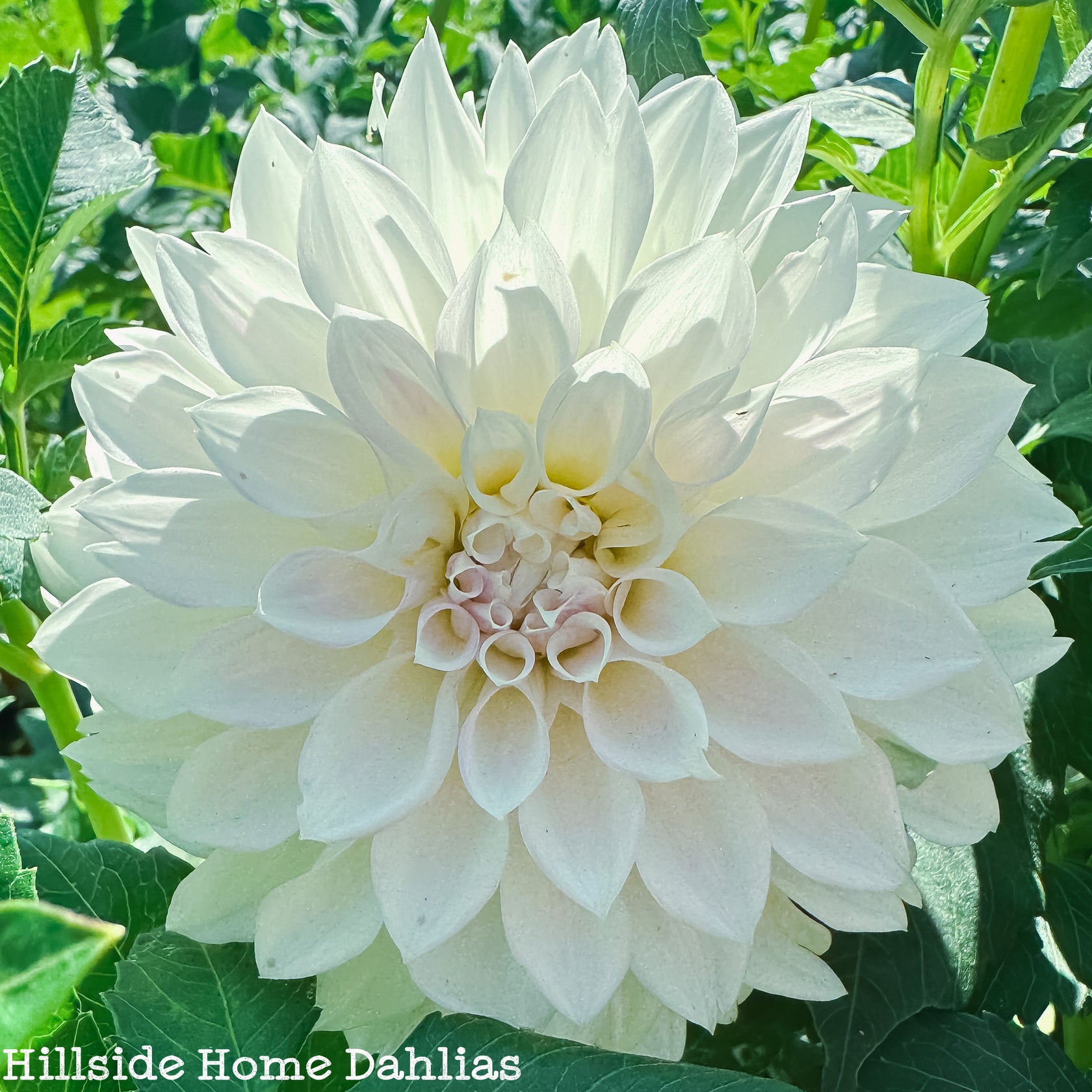 KA's Bella Luna – Hillside Home Dahlias