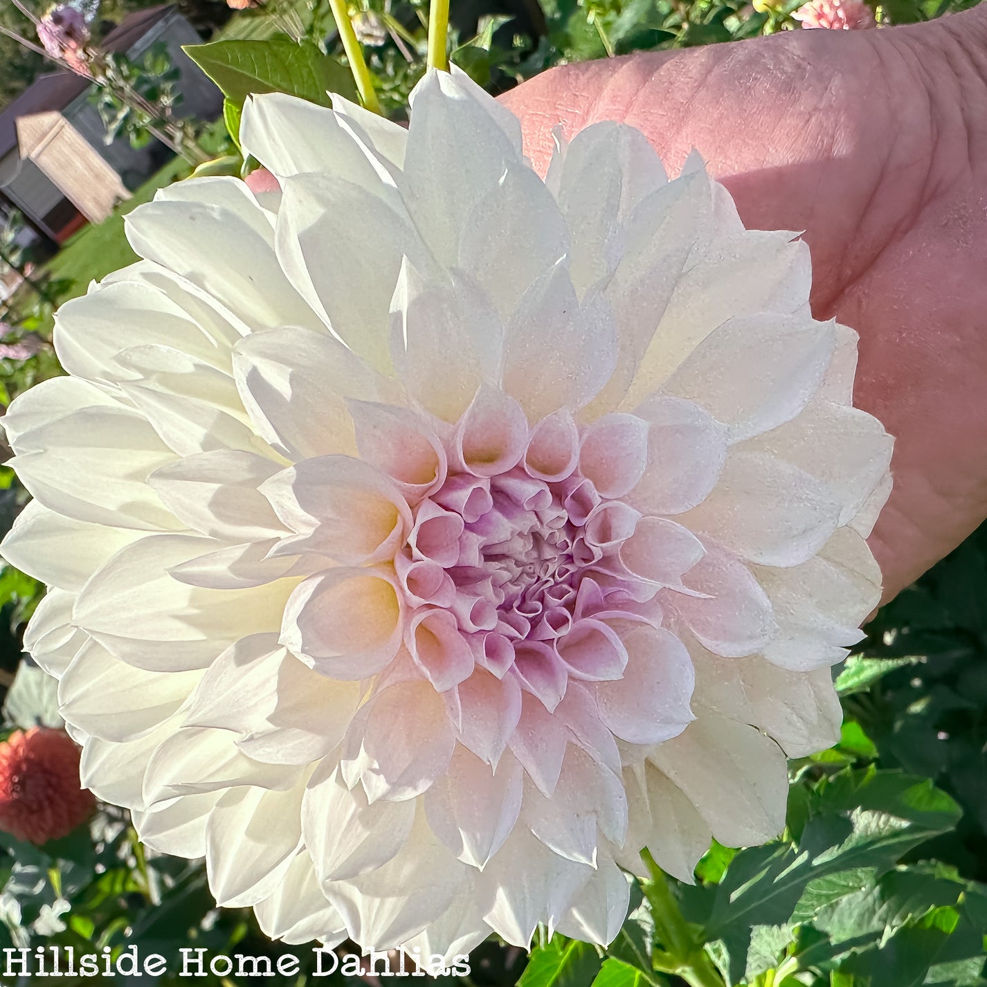 KA's Bella Luna – Hillside Home Dahlias