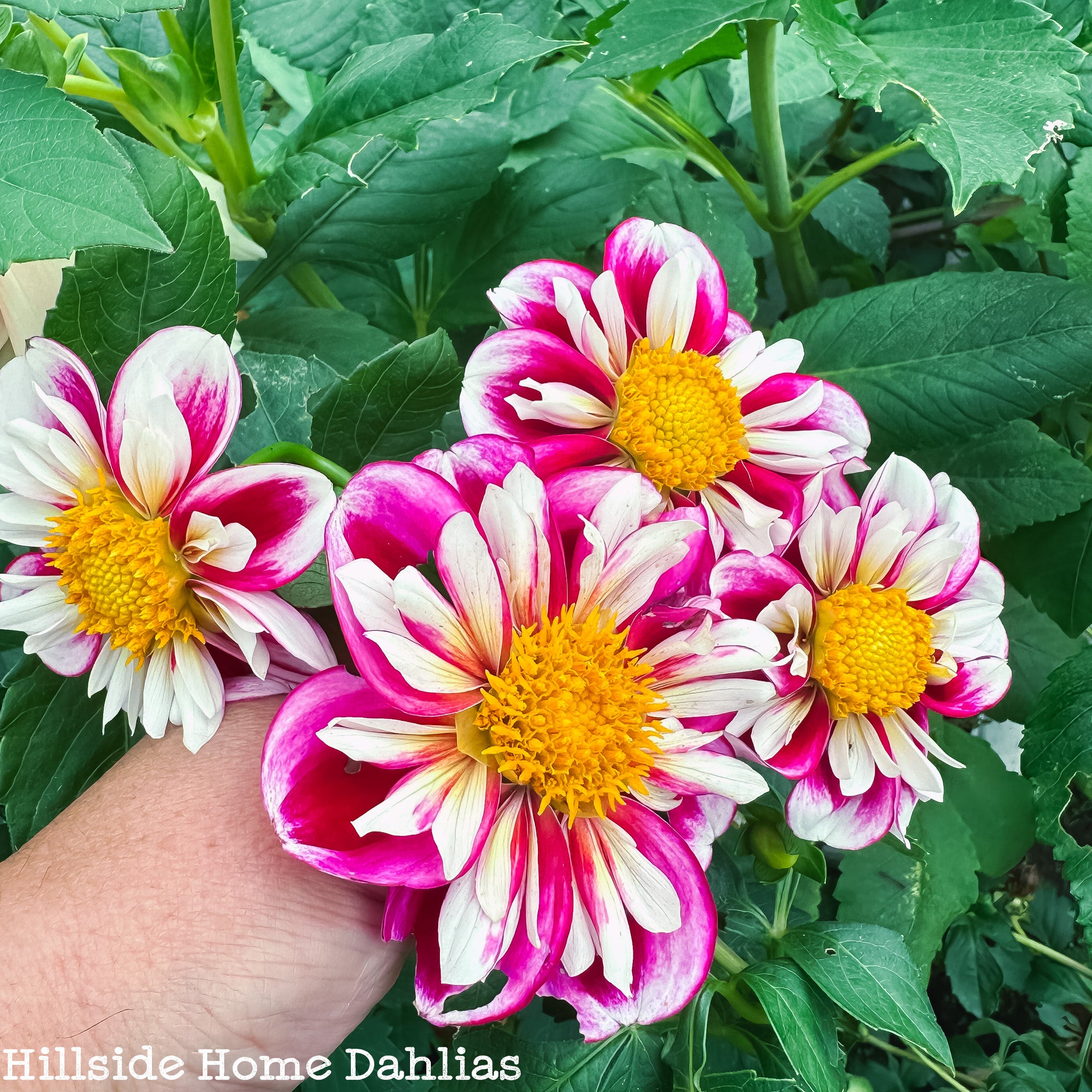Bumble Rumble – Hillside Home Dahlias