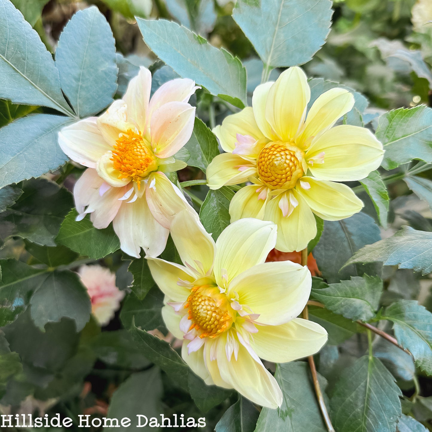 Apple Blossom Tuber