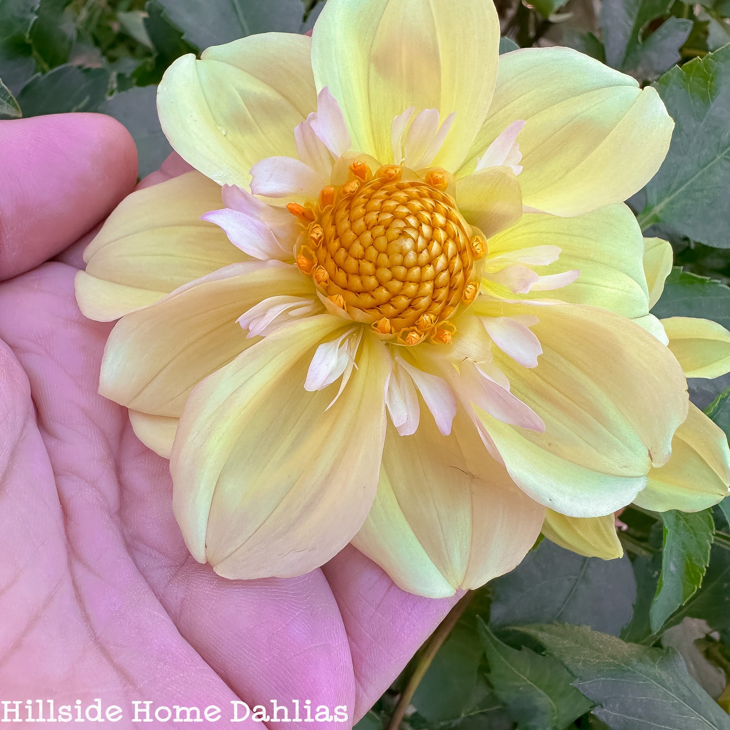 Apple Blossom Tuber