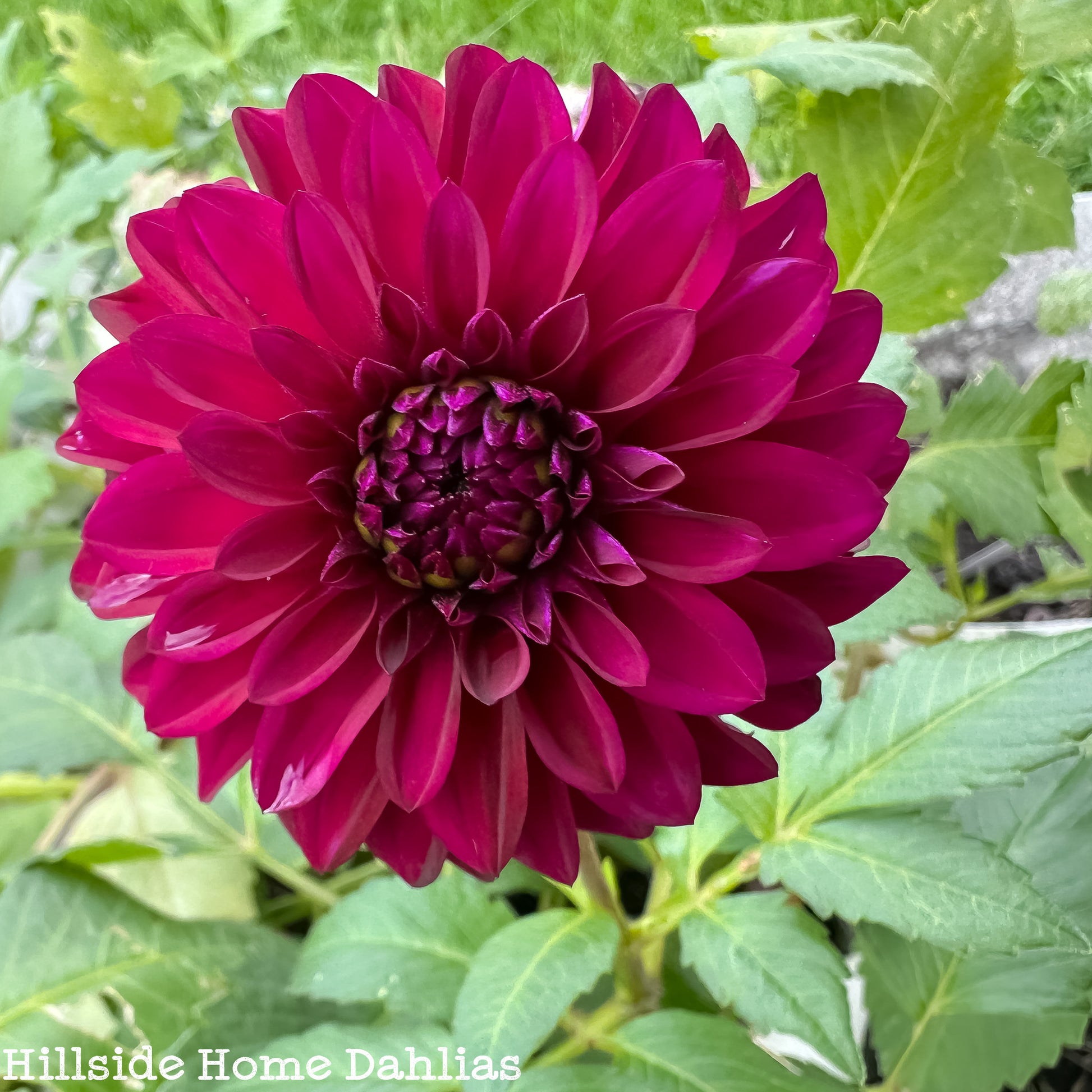 Lights Out Dahlia