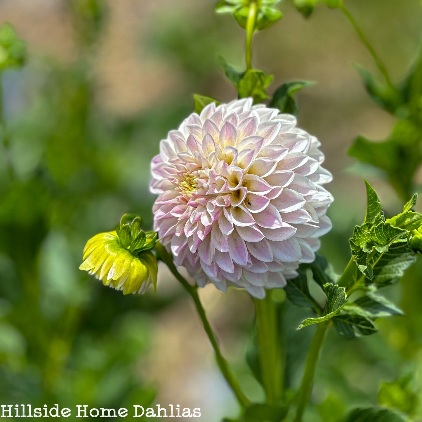 Tahoma Kelli Tuber