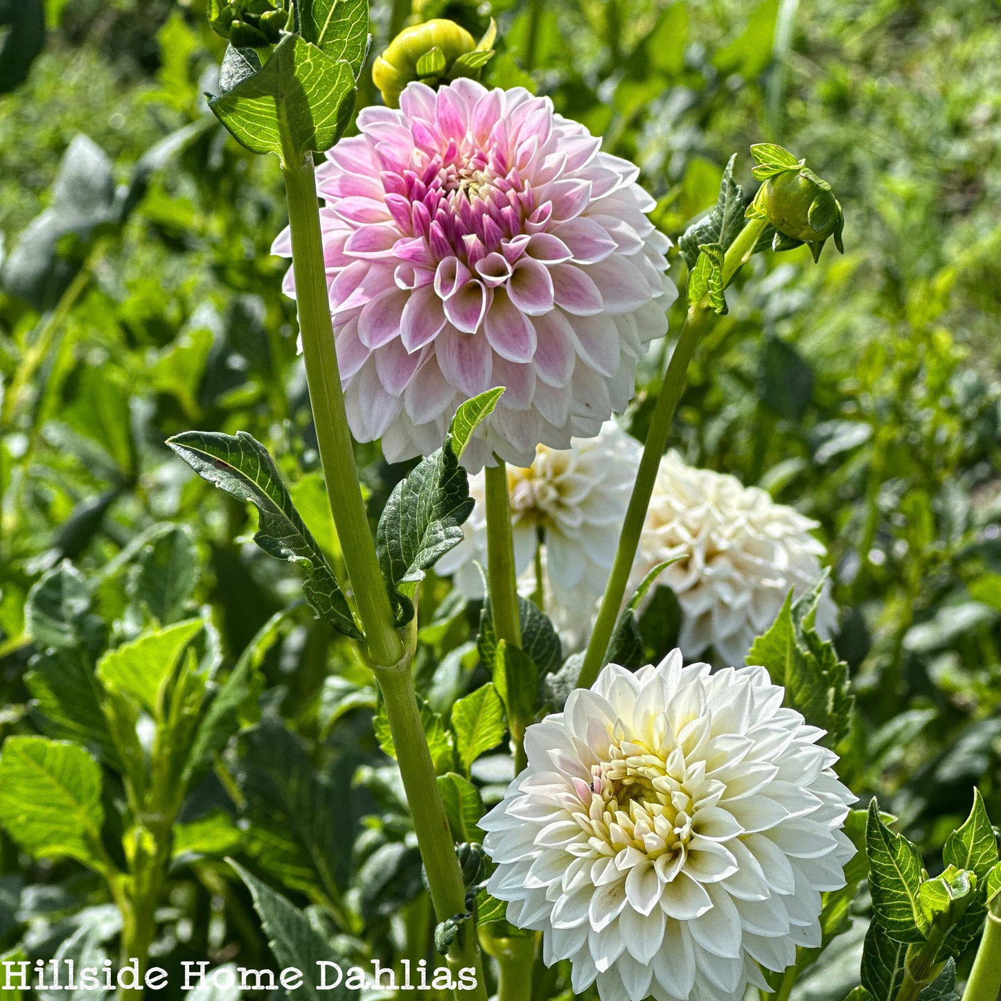 Tahoma Kelli Tuber