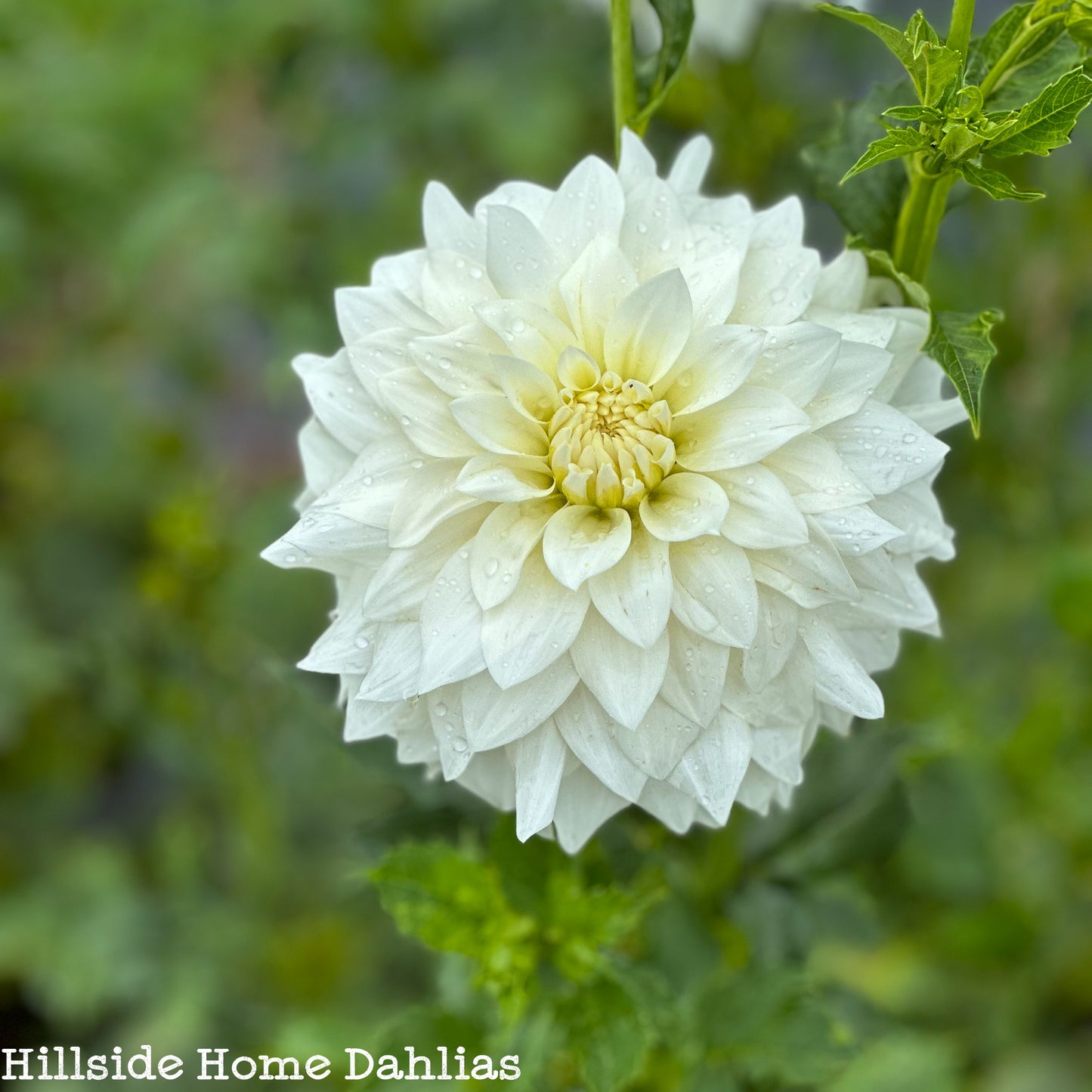 Beaucon White Tuber