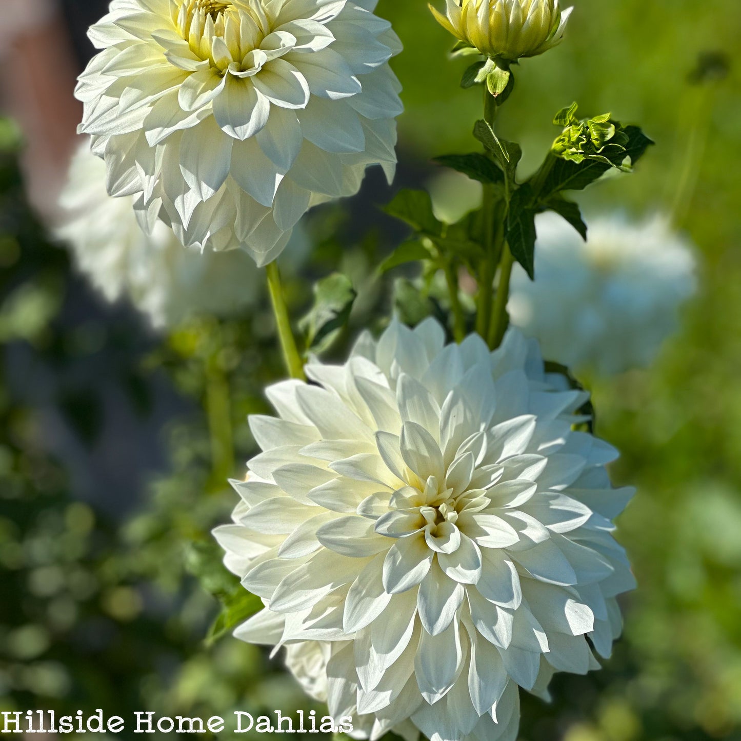 Beaucon White Tuber