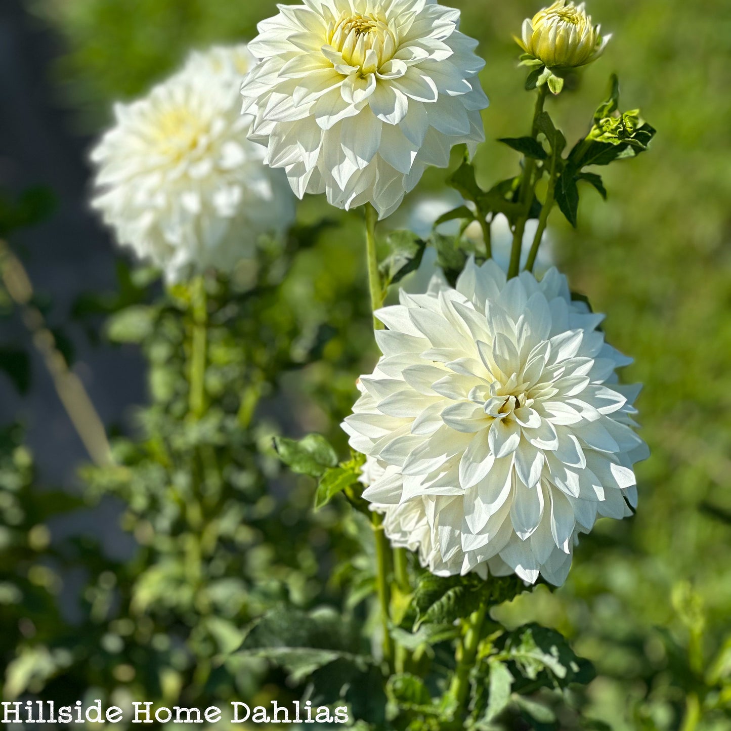 Beaucon White Tuber