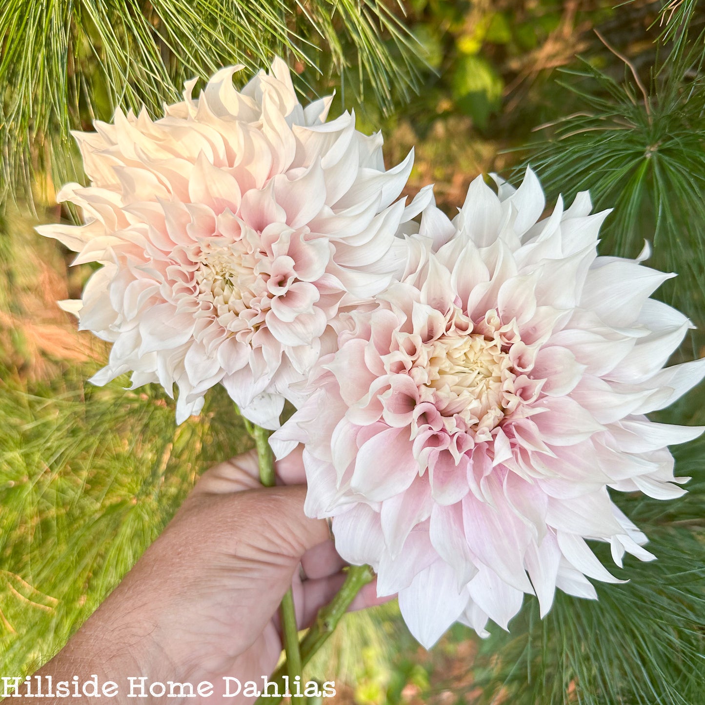 KA's™️ Lavender Blush Rooted Cutting