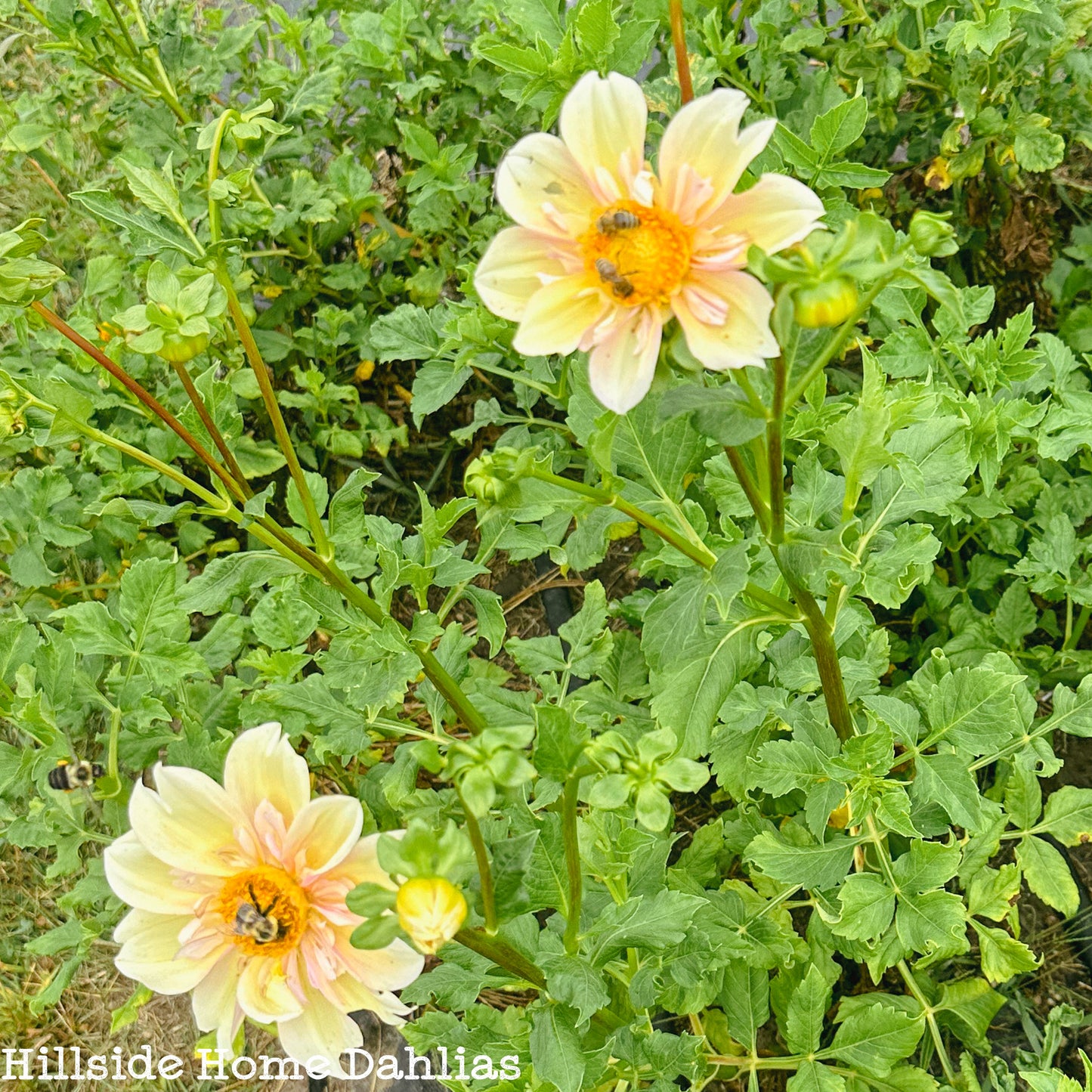 Apple Blossom Tuber