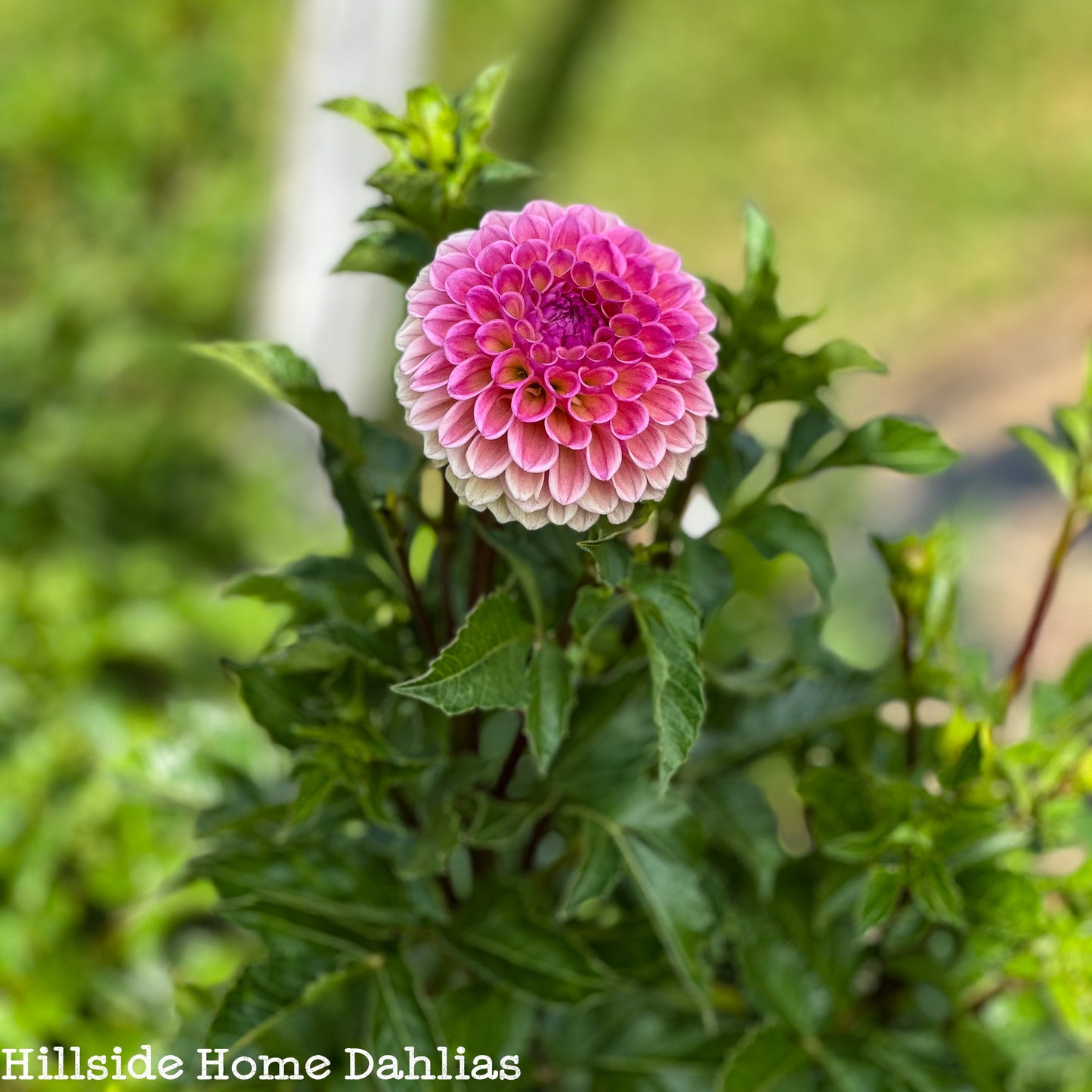 Bracken Rose (USA) Tuber