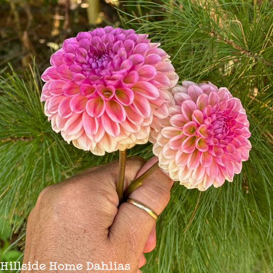 Bracken Rose (USA) Tuber