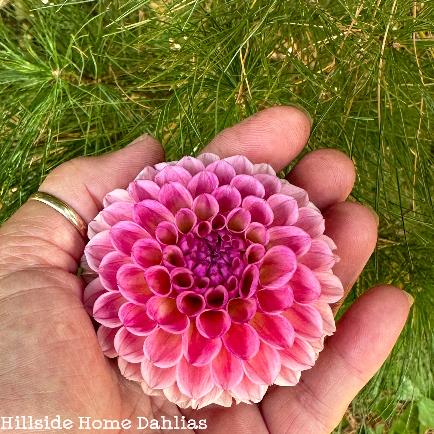 Bracken Rose (USA) Tuber