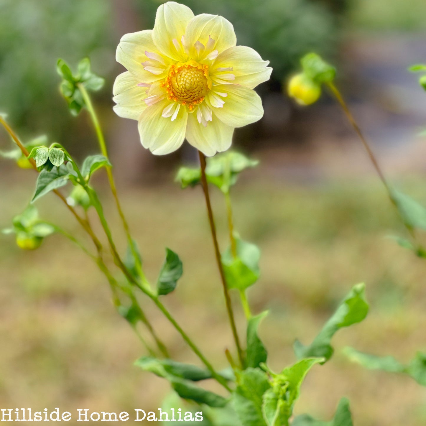 Apple Blossom Tuber