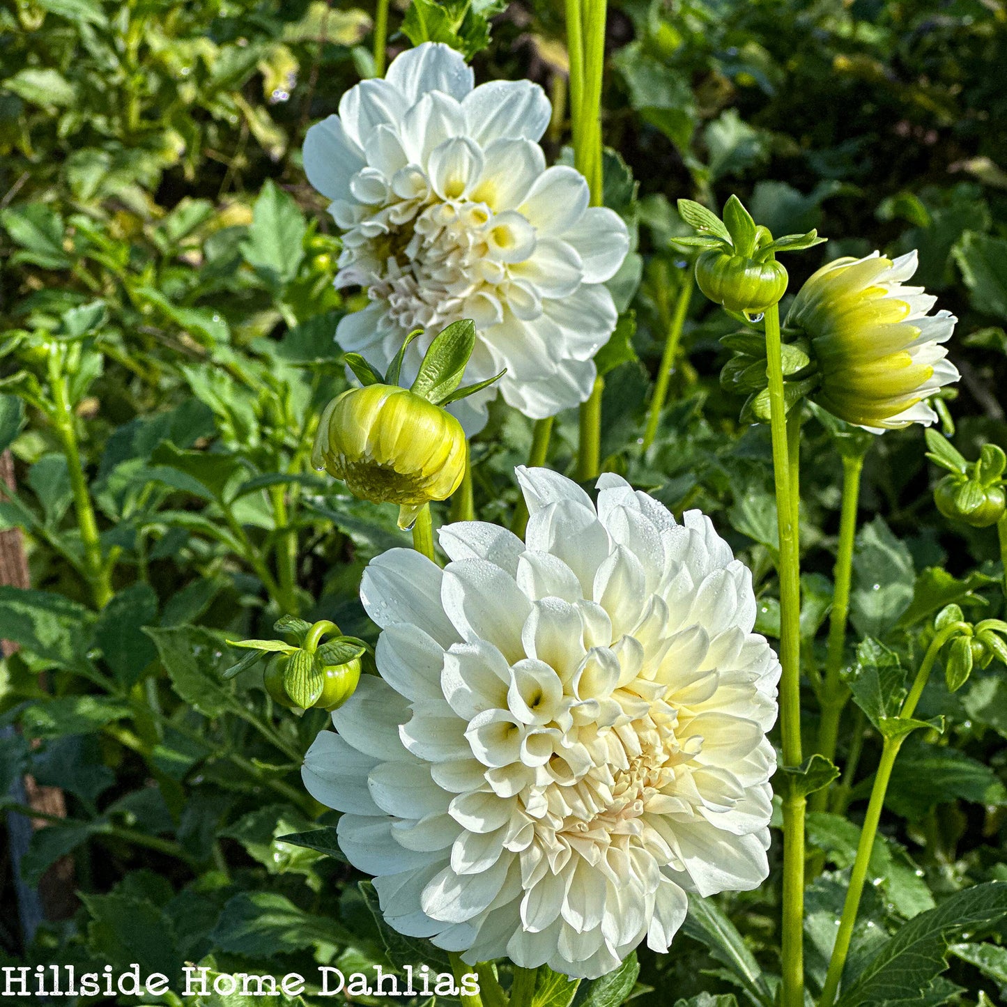 Irish Ruffles Tuber