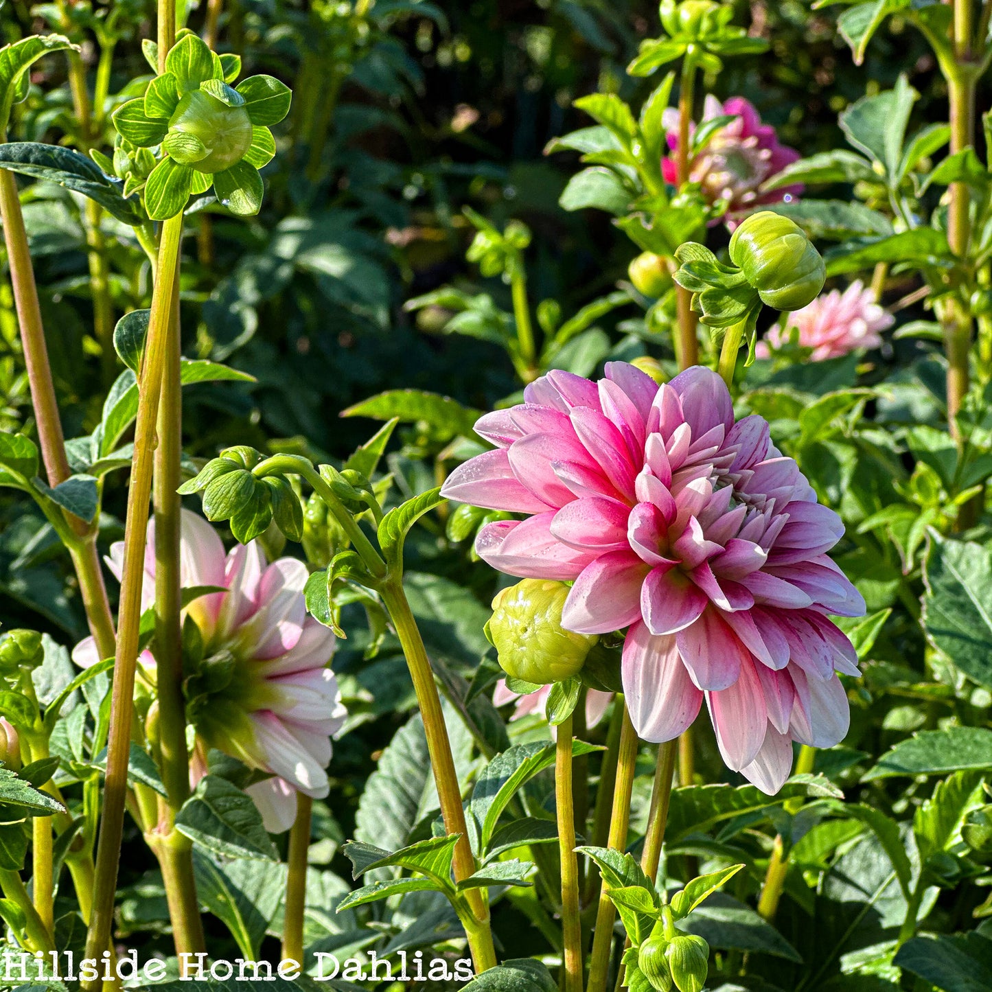 Strawberry Cream Tuber