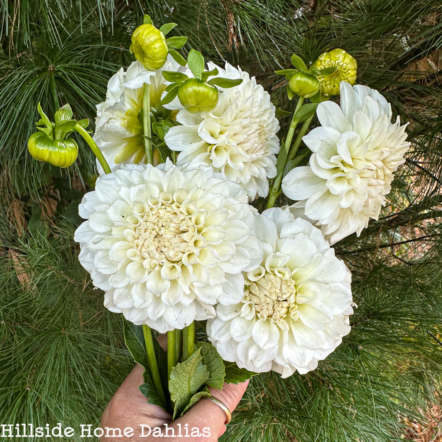 Irish Ruffles Tuber