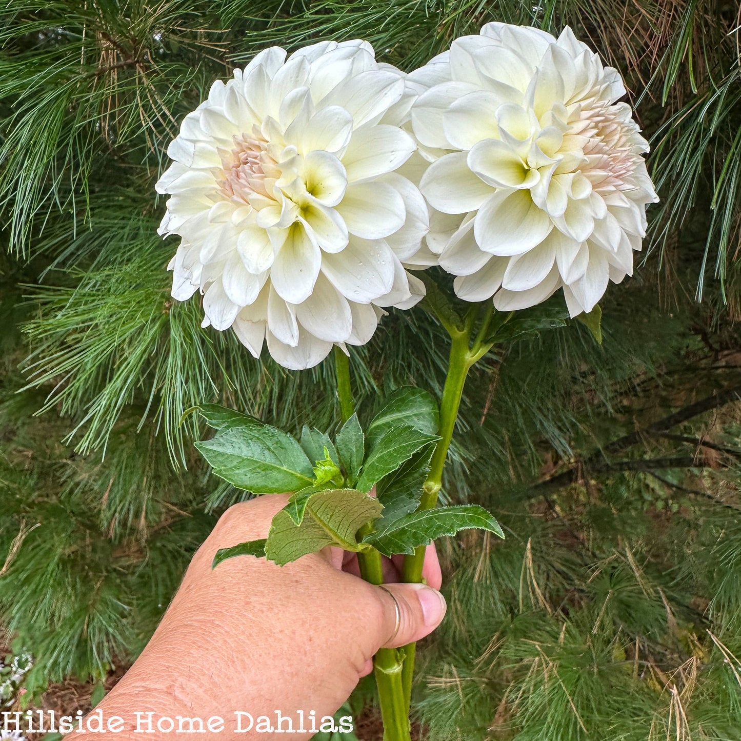 Boom Boom White Tuber