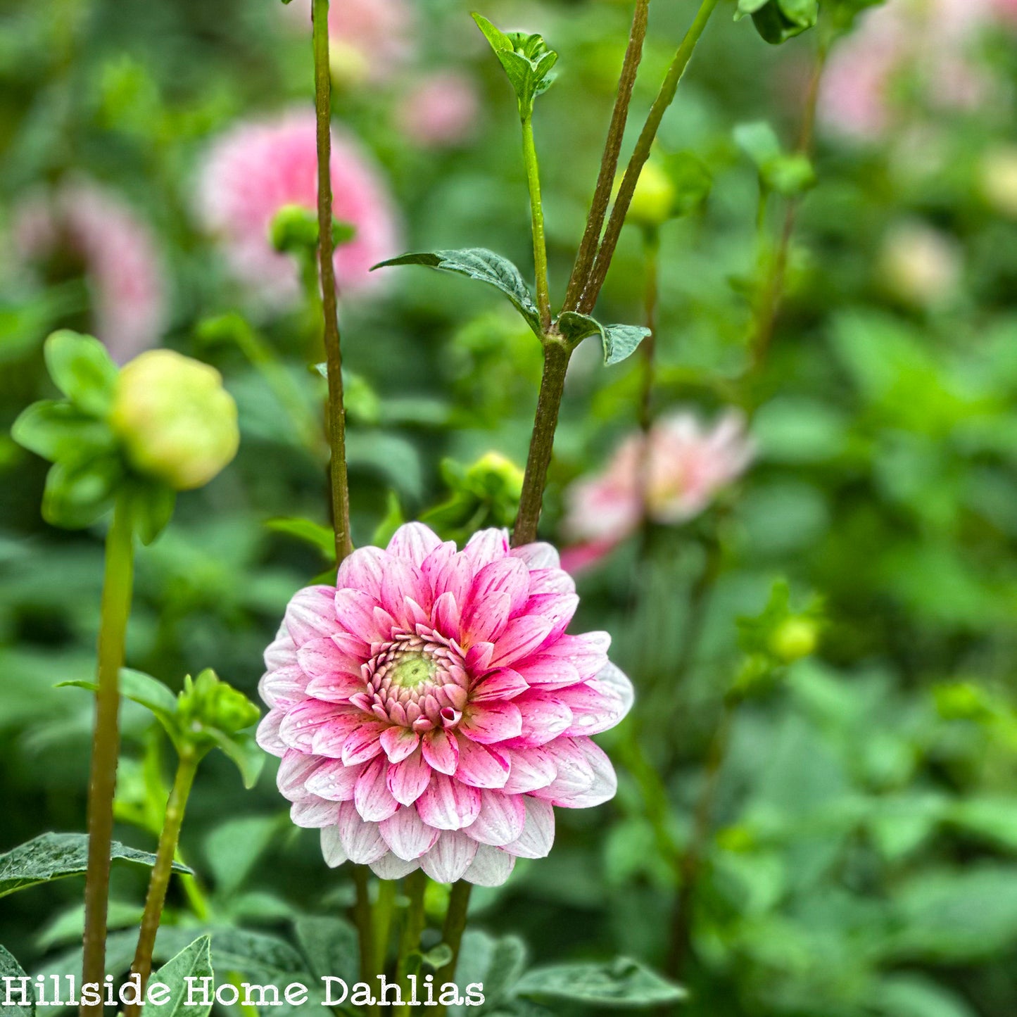 Strawberry Cream Tuber