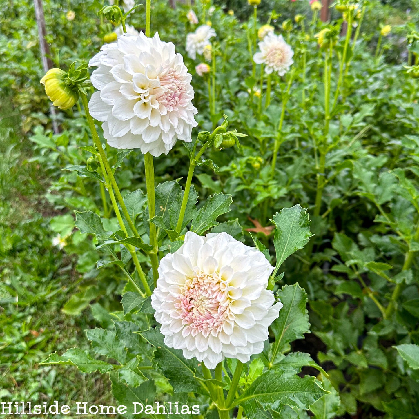 Irish Ruffles Tuber