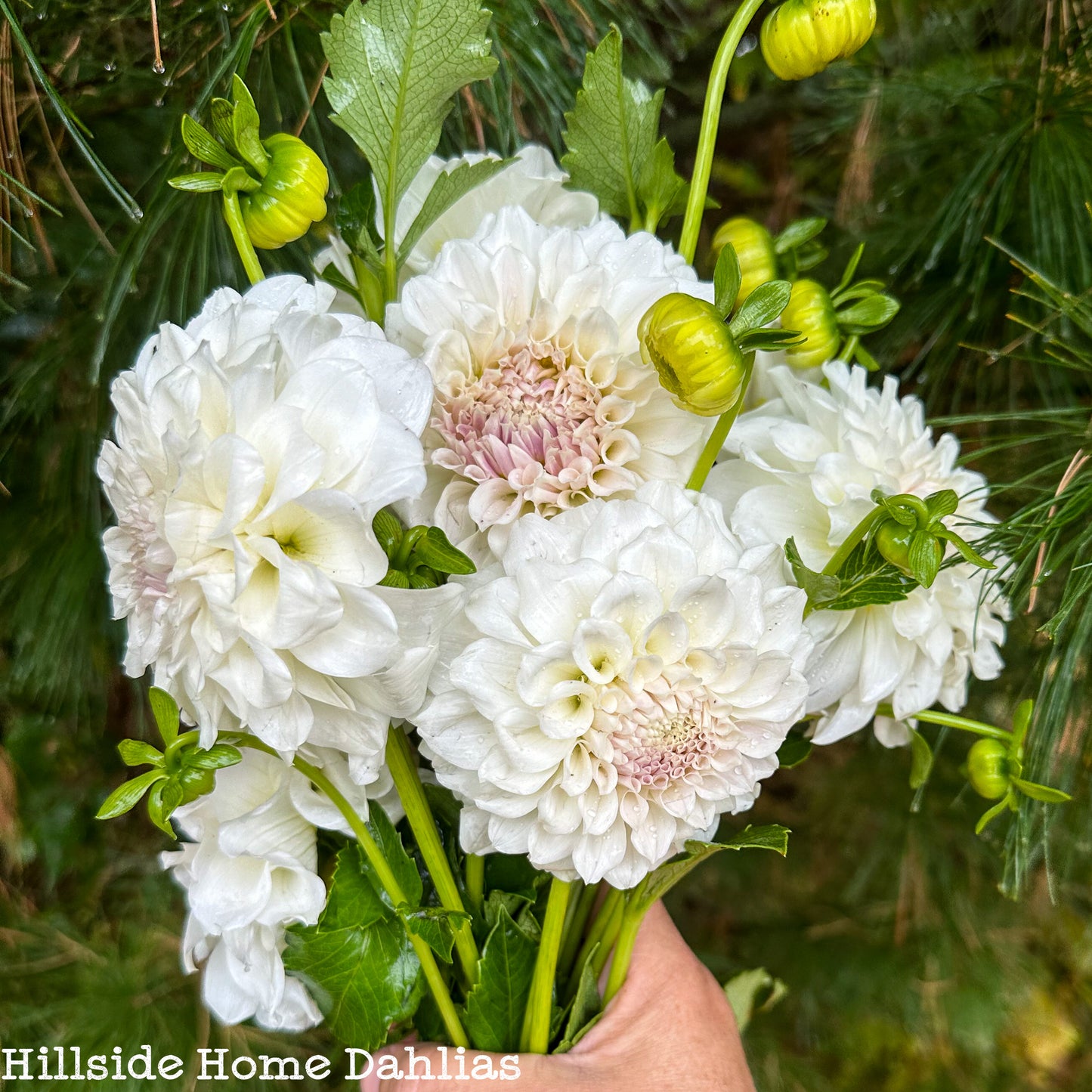 Irish Ruffles Tuber