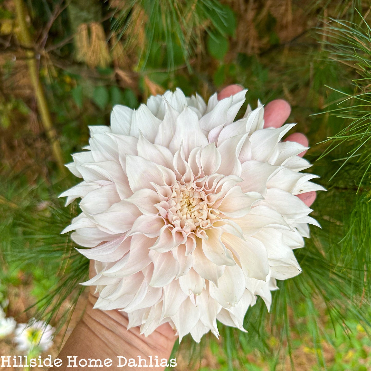 KA's™️ Lavender Blush Rooted Cutting