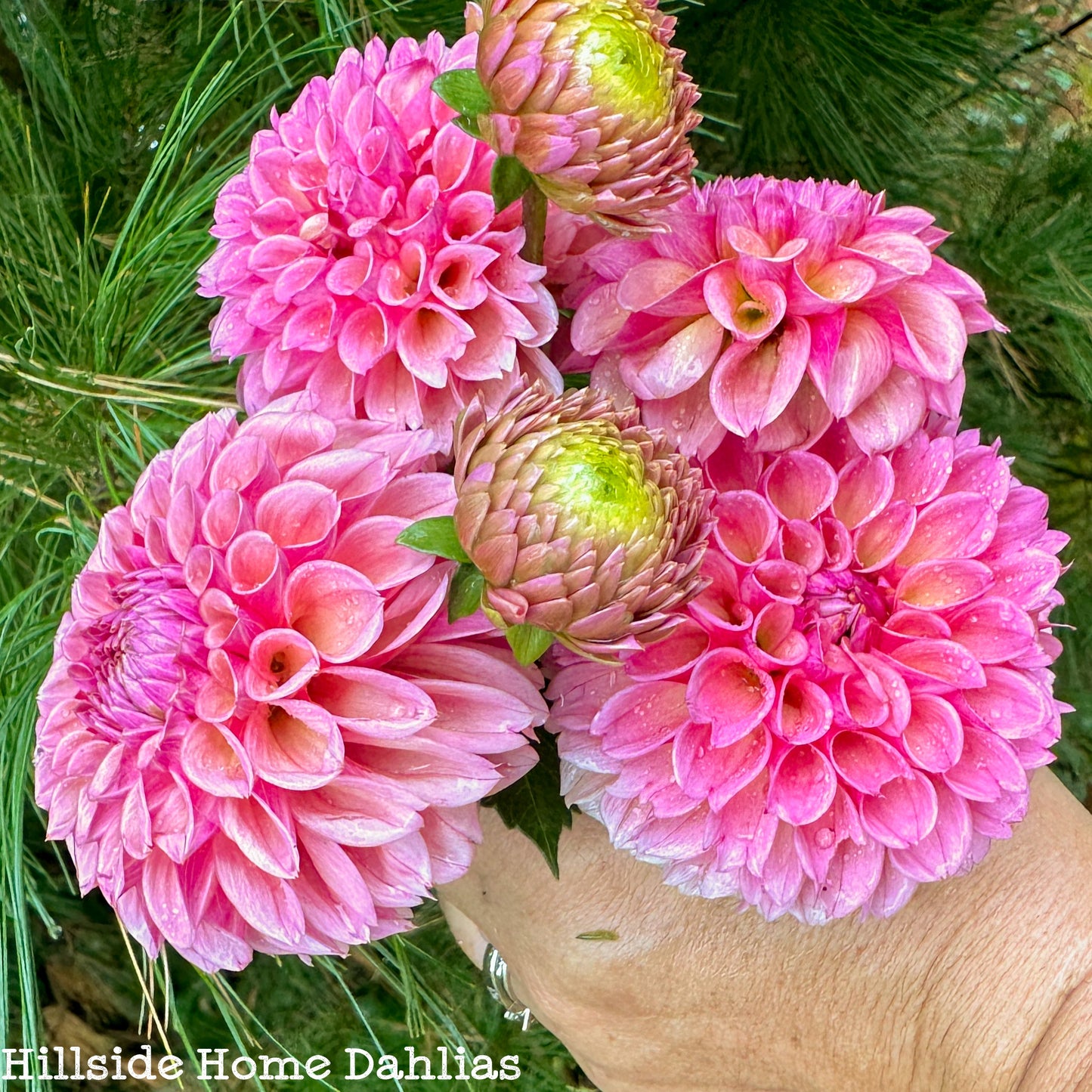 Bracken Rose (USA) Tuber