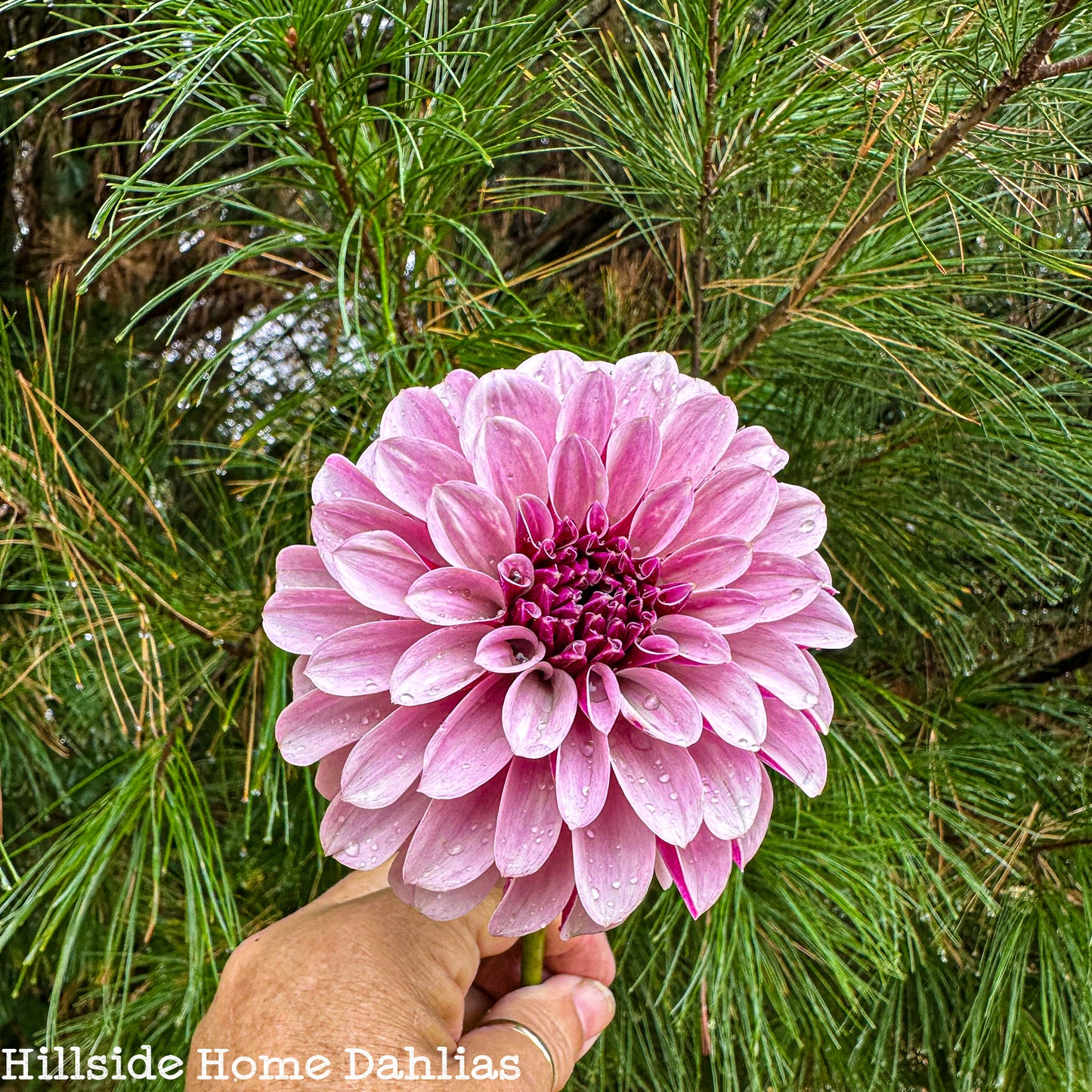 Salish Twilight Girl Tuber