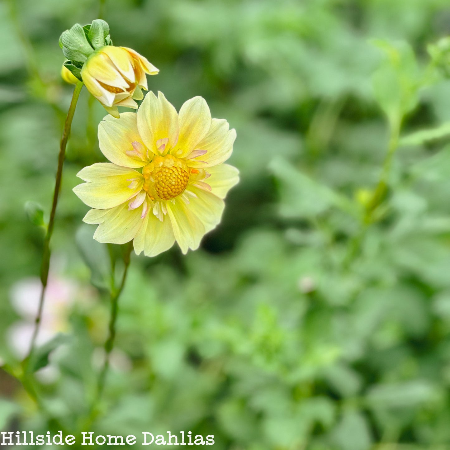 Apple Blossom Tuber