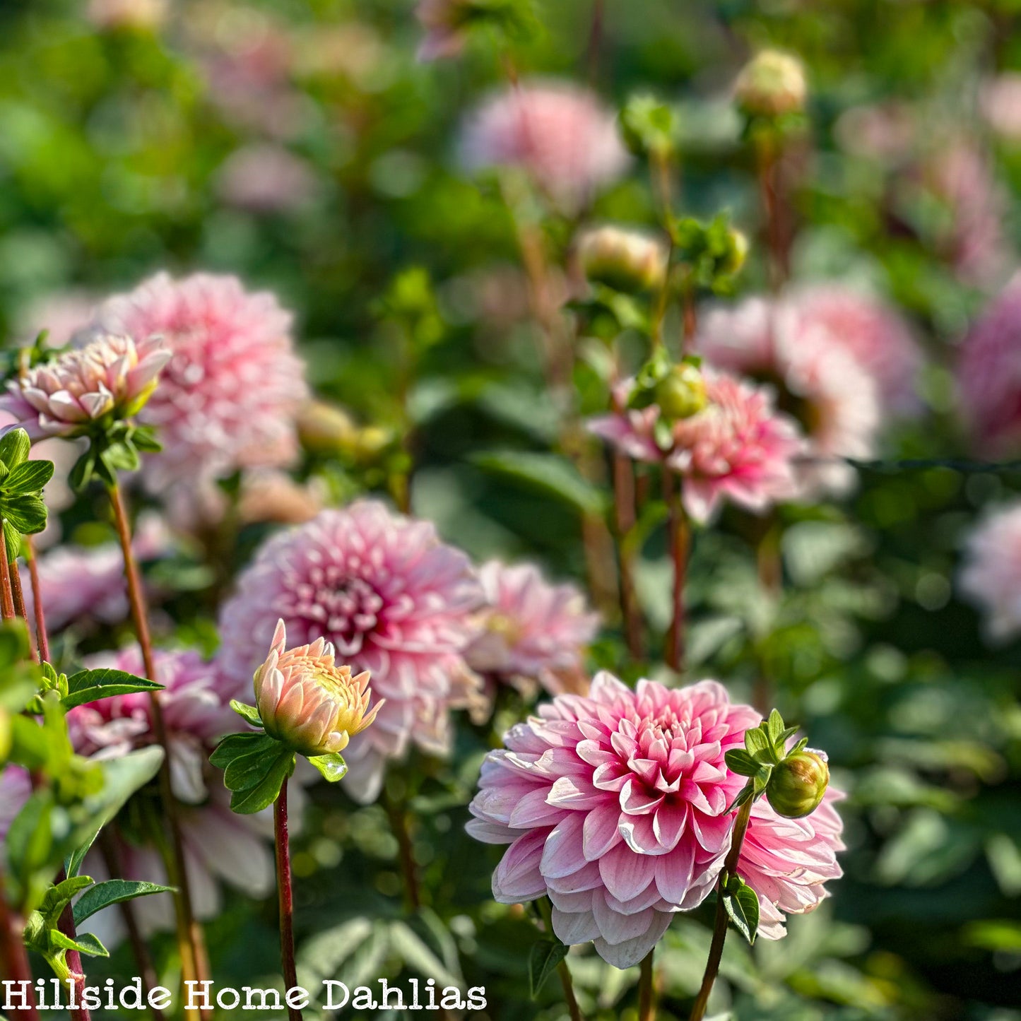 Strawberry Cream Tuber