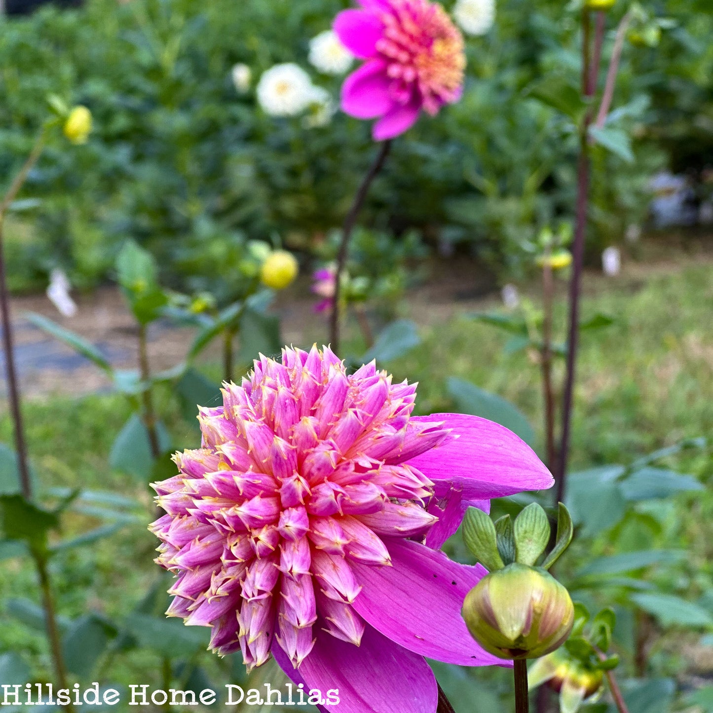 Bloomquist Ginnie Tuber