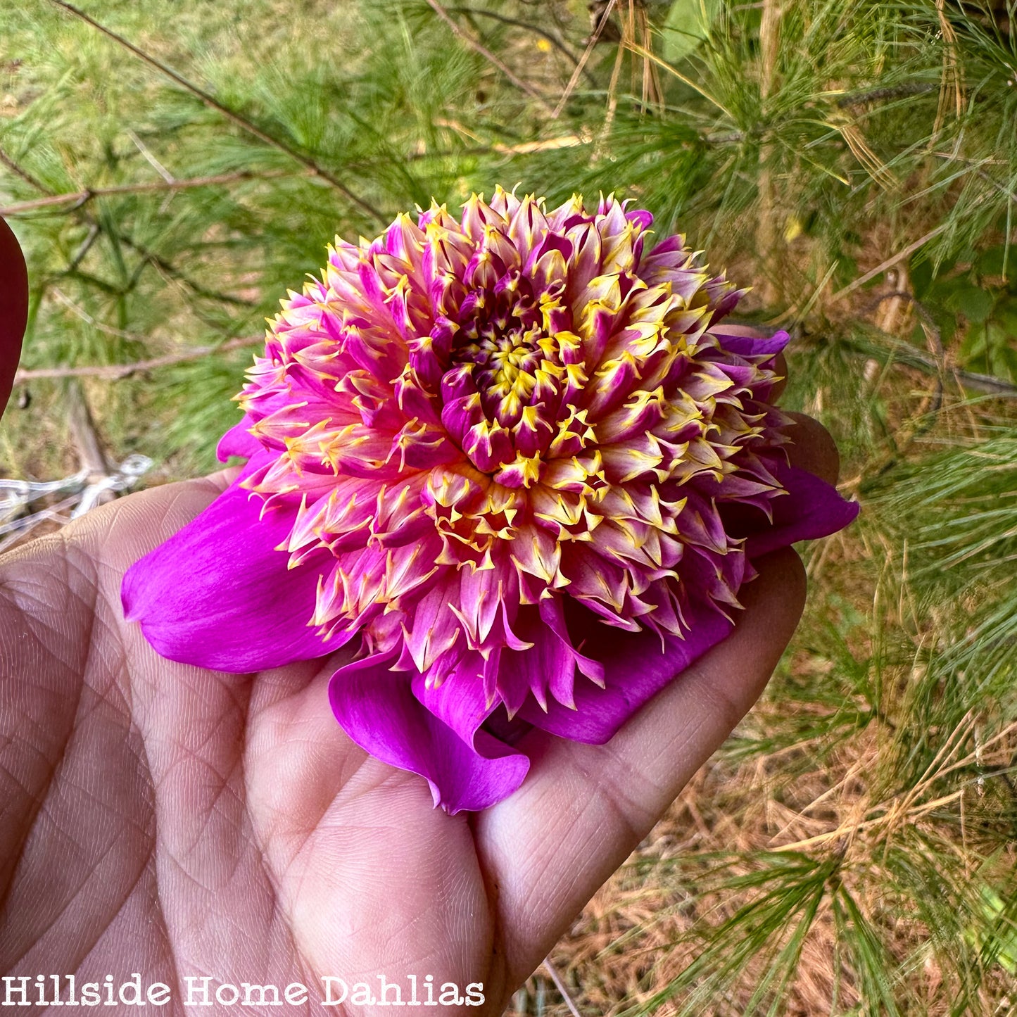 Bloomquist Ginnie Tuber