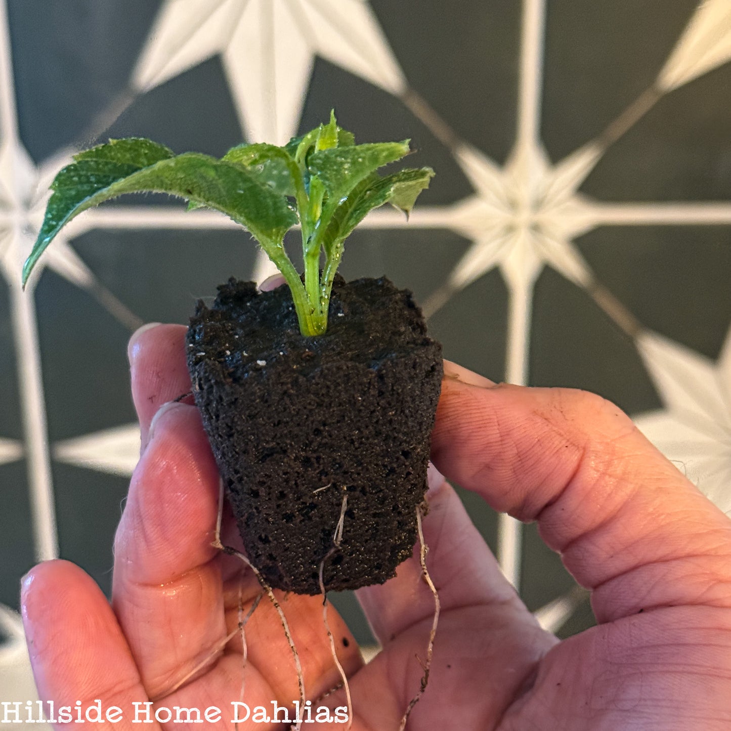 Rhubarb and Custard Rooted Cutting