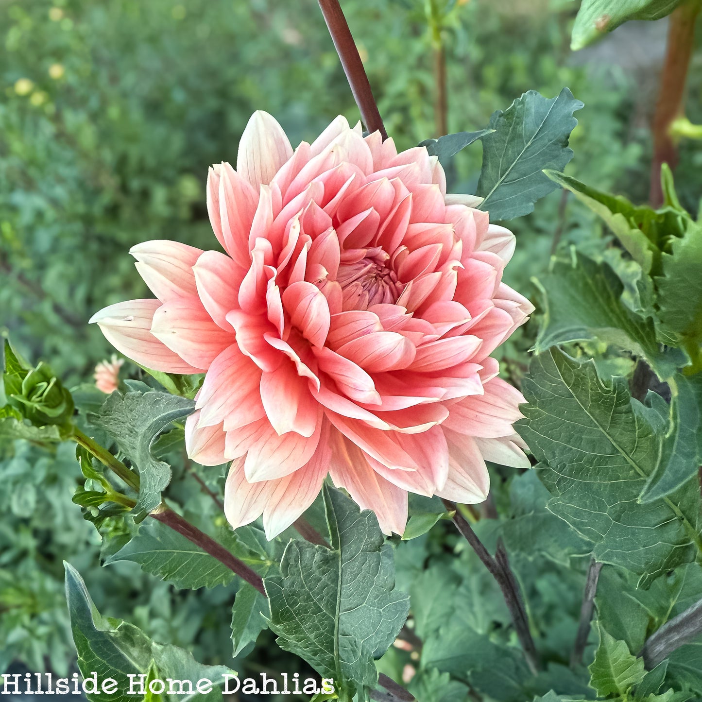 Carolina Wagemans  Tuber (Limit One)