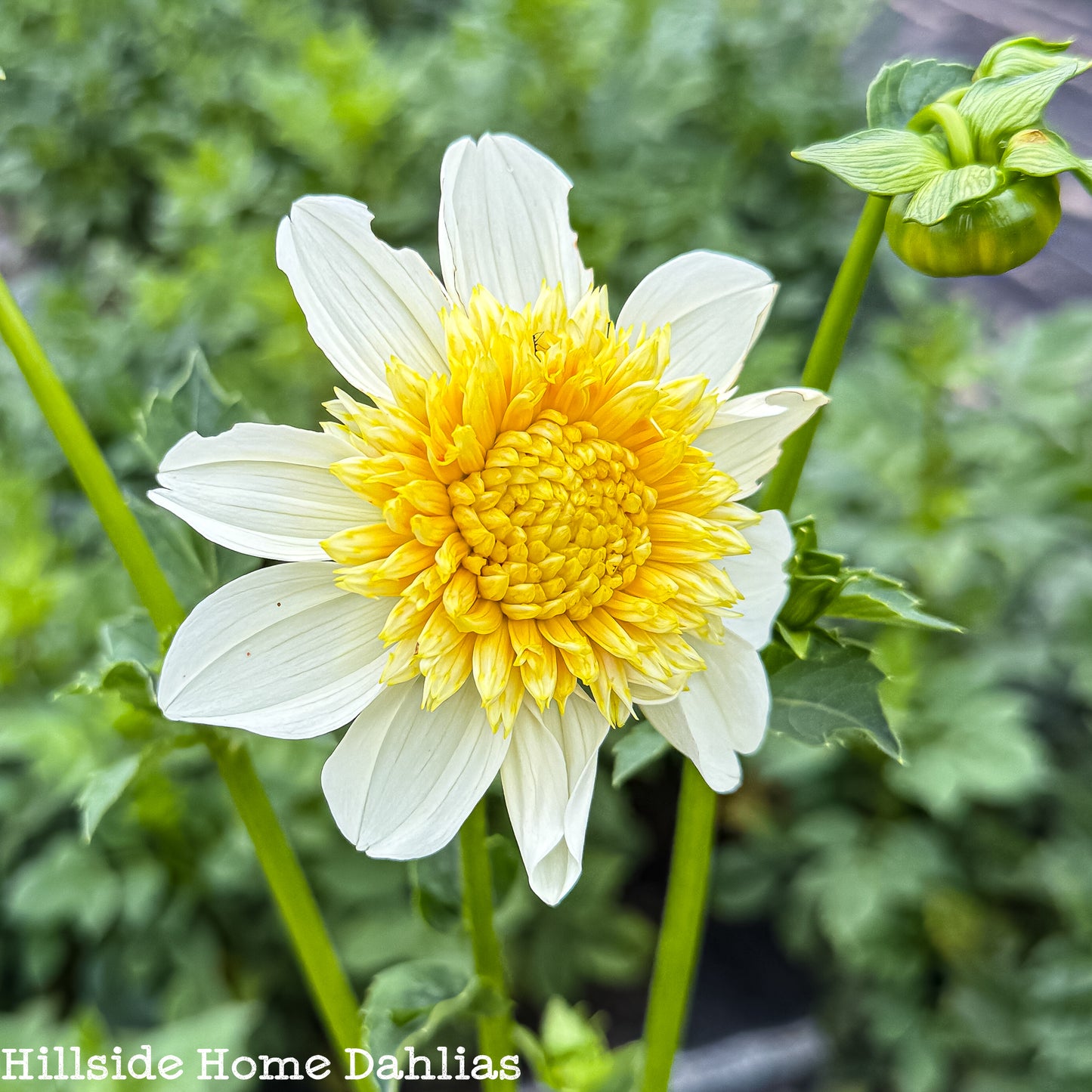 Platinum Blonde Tuber