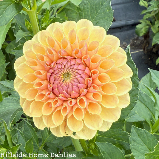 KA's®️ Daybreak Rooted Cutting