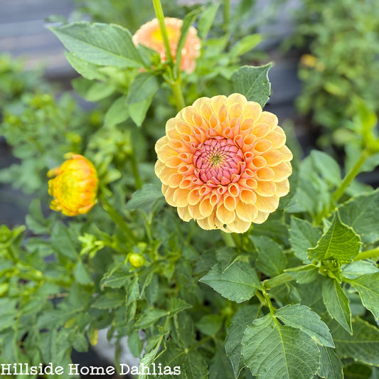 KA's Daybreak Dahlia