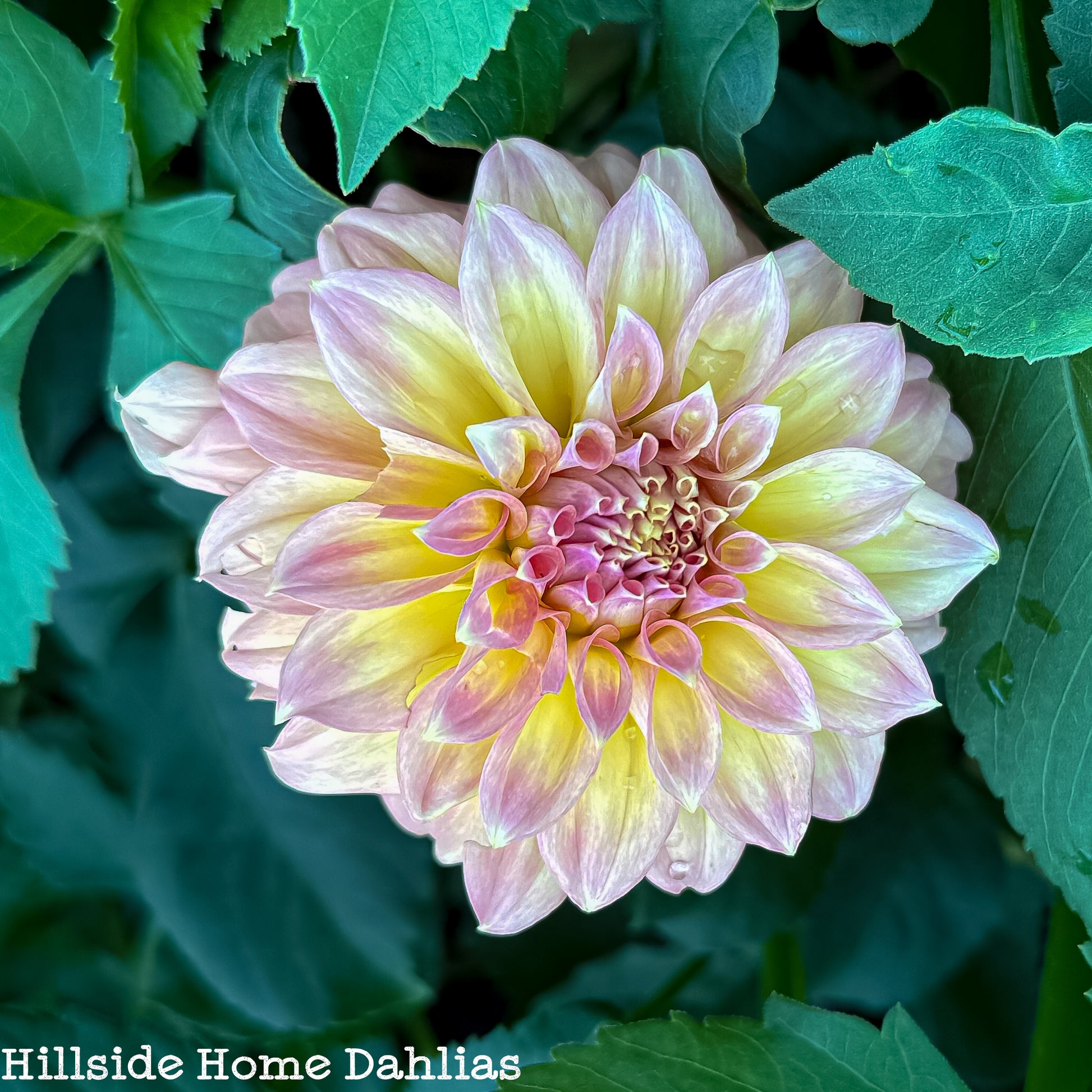 RM Goldenhour Dahlia