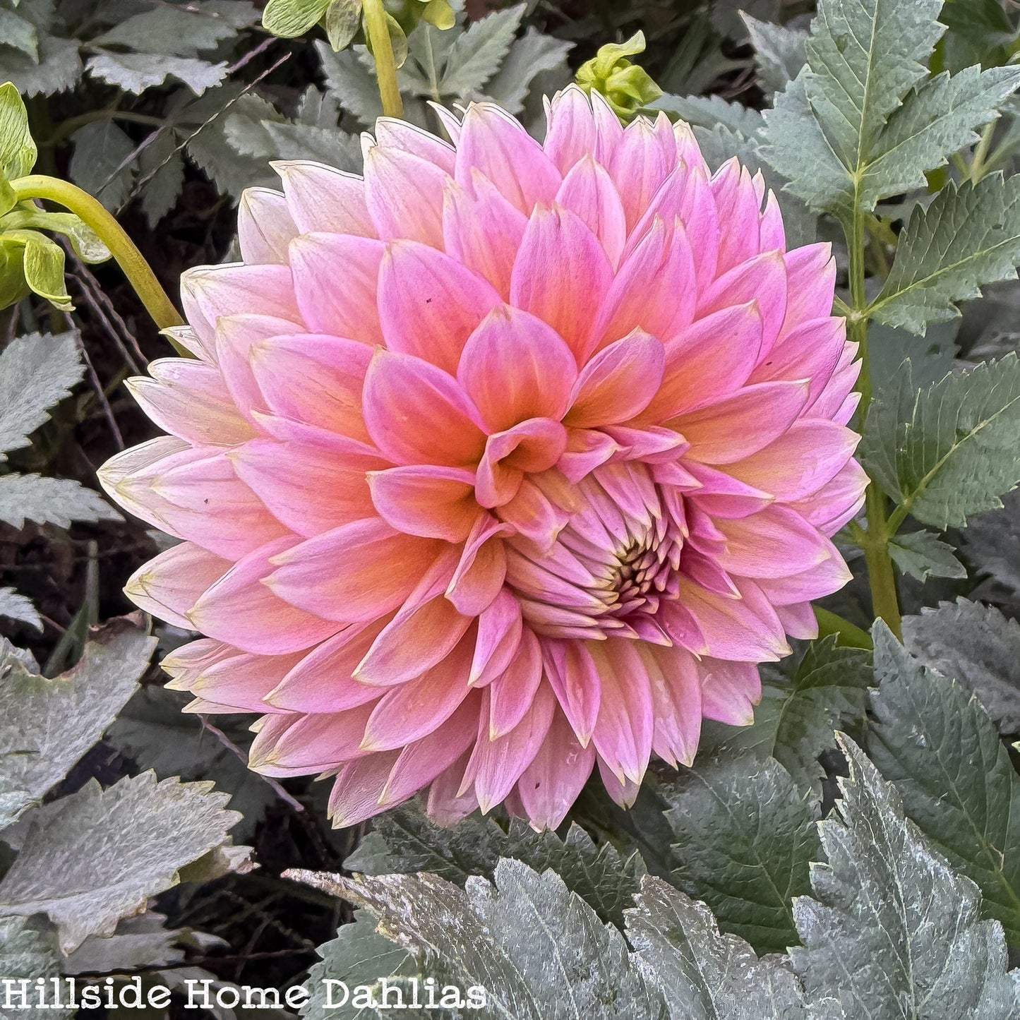 Bloomquist Mojo Tuber