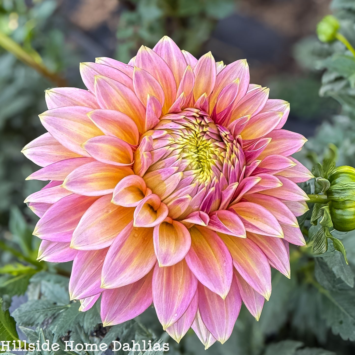 Bloomquist Mojo Tuber