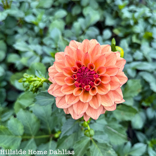 Lee’s Ginger Fleck Tuber